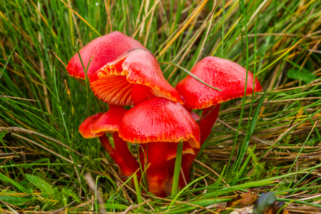 inedible fungus grows in meadows of Central Europe,  hygrocybe coccineaの写真素材