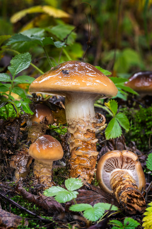 edible fungus grows in forest of Central Europe, cortinarius trivialisの写真素材