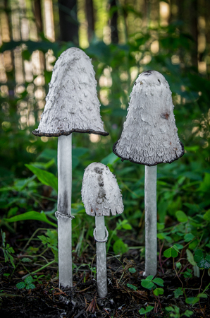 inedible fungus grows in forests, Central Europe, Coprinus comatusの写真素材