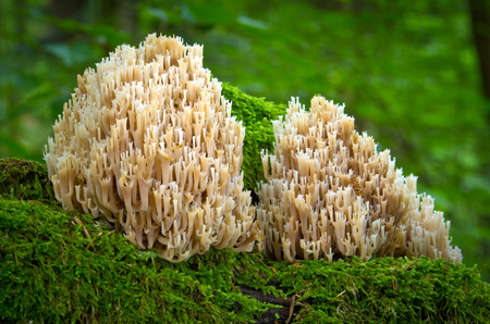 inedible fungus grows in forests, Central Europe, Artomyces pyxidatusの写真素材