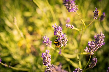 Bumblebee on a fragrant bed of lavender. Small aperture and beautiful bokeh.の写真素材
