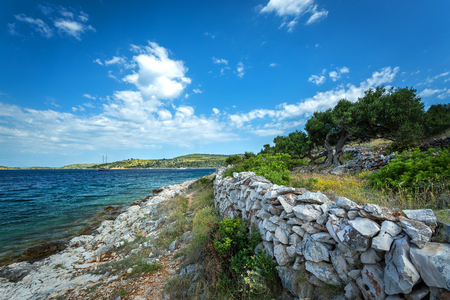 Old olive orchard on the Croatian islandの写真素材