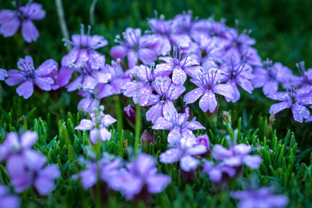 Silene acaulis - small mountain purple plant in the mountains of Central Europe, Slovakiaの写真素材