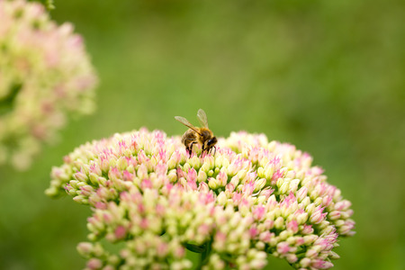 Bee flying from flower to flower in the gardenの写真素材