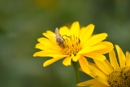 Bee flying from flower to flower in the gardenの写真素材