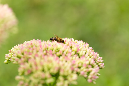 Bee flying from flower to flower in the gardenの写真素材
