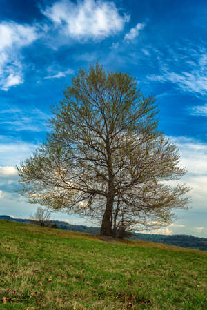 spring view of mountain meadow in the heart of Europe, Povraznik (Slovakia)の写真素材