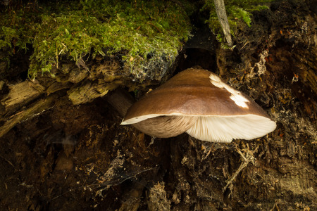 Pluteus. Inedible mushrooms. Uncultivated fungi.の写真素材