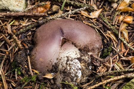 Sarcosphaera coronaria fungi.  Inedible uncultivated mushrooms.の写真素材