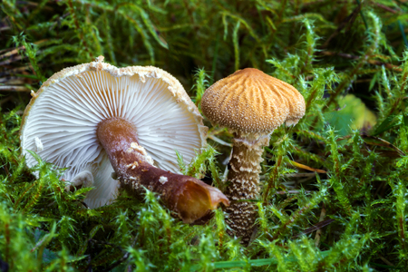 Cystoderma. Inedible mushrooms. Uncultivated fungi.の写真素材
