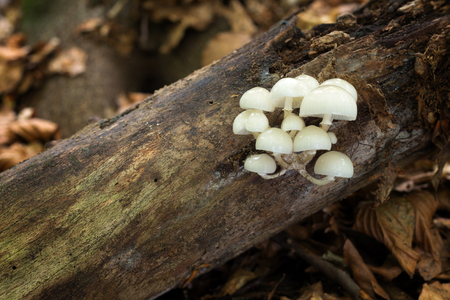 Mucidula mucida. Inedible mushrooms. Uncultivated fungi.の写真素材