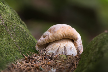 Boletus edulis. Edible mushrooms with excellent taste. Bio food. Uncultivated  fungi.の写真素材
