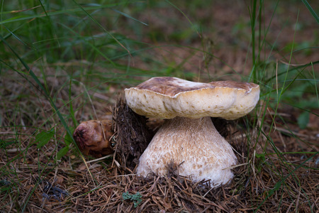 Boletus edulis. Edible mushrooms with excellent taste. Bio food. Uncultivated  fungi.の写真素材