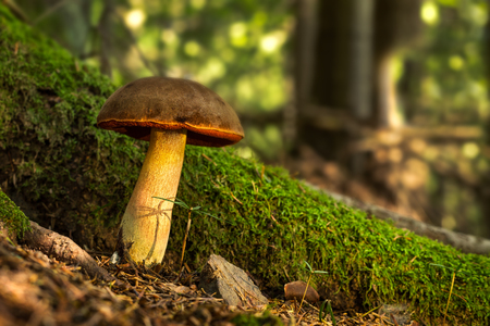 Neoboletus luridiformis. Edible mushrooms with excellent taste. Bio food. Uncultivated  fungi.の写真素材