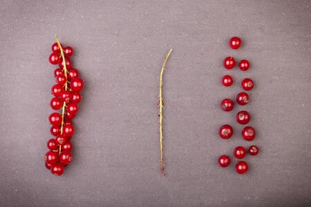 Detail bunch of red currants with a stem. Healthy fruit with antioxidant.の写真素材