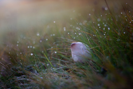 Edible mushrooms with excellent taste, Macrolepiotaの写真素材