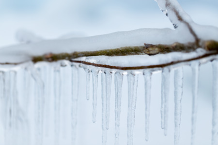 Branches from the tree frozen in the cold winter.の写真素材
