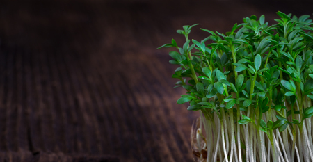 Fresh cress sprouting ready for salad. Healthy vegetarian food.Fresh herbs.の写真素材