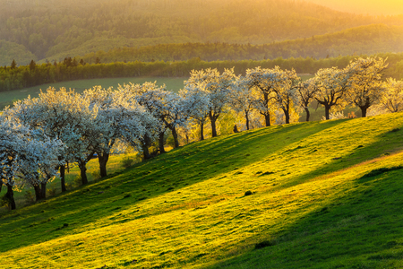 Morning cherry orchard in a small village in Slovakia.の写真素材