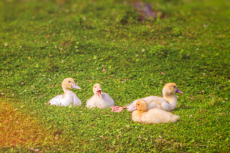 Newborn ducks on a green field. Pets in rural areas.の写真素材