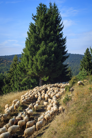 Flock of sheep on mountain pastures in the middle of Europe (Slovakia)の写真素材