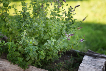 Slective focus on the mint flower. Garden with fresh herbs.の写真素材