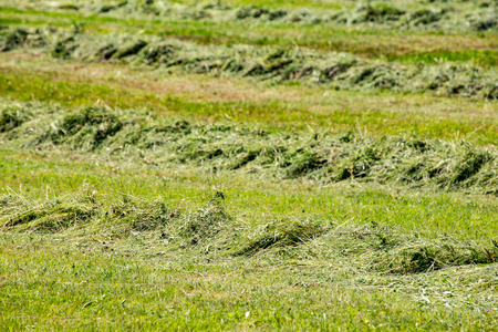 Mowed mountain meadow. Line of mowing grass. Pet foodの写真素材