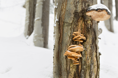 Edible mushrooms with excellent taste, Pleurotus pulmonariusの写真素材