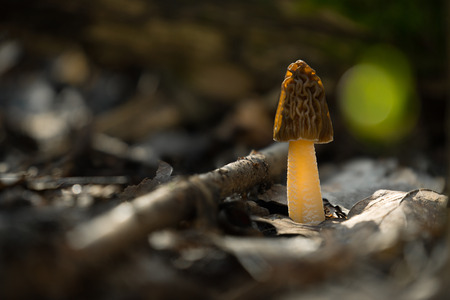 Edible mushrooms with excellent taste, grow in spring, Ptychoverpa bohemica の写真素材