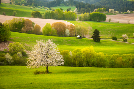 Fresh spring meadow with blossoming cherries. Green pasture on the central Slovakia.の写真素材