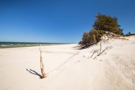 Baltic sea on the Polish coast with the pine treesの写真素材