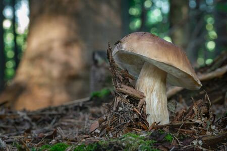 Edible mushroom boletus edulis from central Europe forests, Slovakiaの写真素材