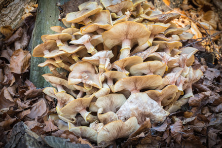 A tasty mushroom Armillaria that grows on tree trunks. Seasonal delicacy.