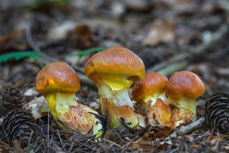 Excellent edible mushrooms of yellow color, which is a decoration of the forest
