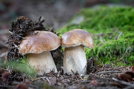 Edible mushroom boletus edulis from central Europe forests.の写真素材