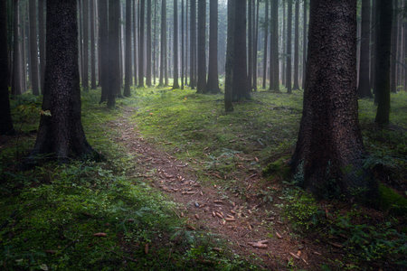 Foggy view from Slovakia forests. Central Europe.