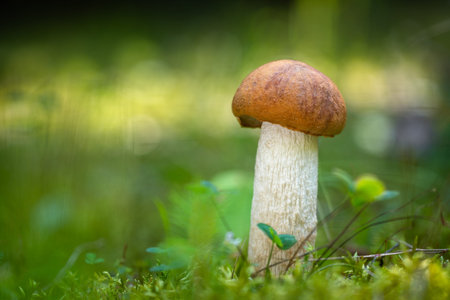Edible mushroom Leccinum albostipitatum from central Europe forests, Slovakia