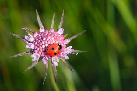 Wild colorful mountain flowers with nice bokeh and ladybirdの写真素材