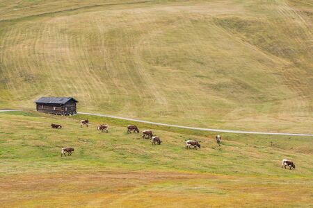 Panoramic view of meadows in Dolomites with cows on pasture.の写真素材