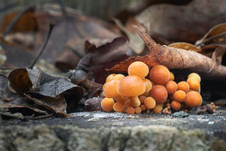 Edible mushrooms with excellent taste, Flammulina sp.の写真素材