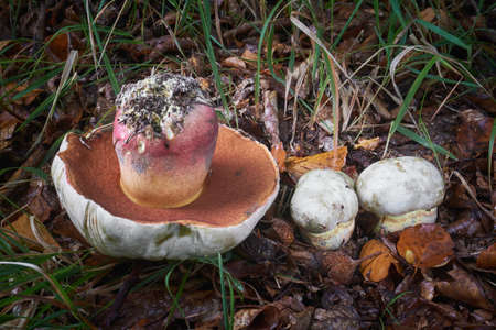 Rubroboletus satanas is a inedible mushrooms. Poisonous mushrooms from central Europe.の写真素材