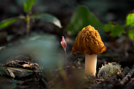 Edible mushrooms with excellent taste, grow in spring, Ptychoverpa bohemicaの写真素材