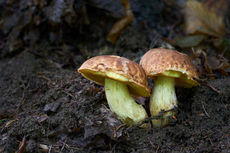 Edible mushrooms with excellent taste, Hemileccinum depilatumの写真素材
