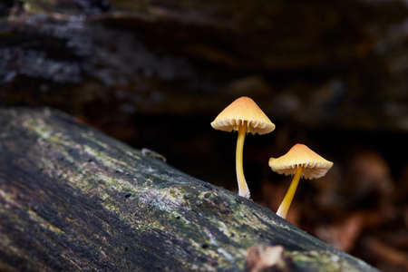inedible fungus grows in forests, Central Europe, Mycena renatiの写真素材