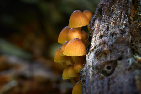 inedible fungus grows in forests, Central Europe, Mycena renati