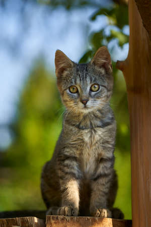 Photo of small kittens outdoors on summer gardenの写真素材