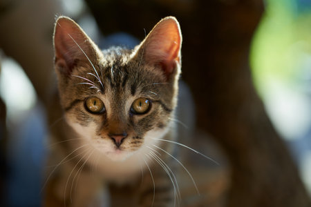 Photo of small kittens outdoors on summer gardenの写真素材
