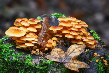 Flammulina velutipes - Group of edible mushrooms known as Enokitake, Golden Needle or winter mushrooms.の写真素材