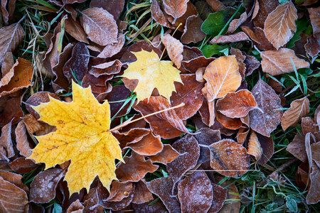 Frozen Yellow maple leaves with background texture symbolizing autumn morningsの写真素材
