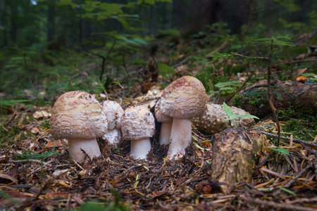 Edible Blusher fungi Amanita rubescens. A bunch of young mushrooms grow in the woods.の写真素材